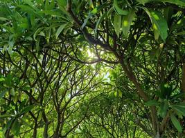 green leaves of a tree photo