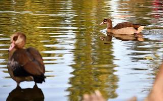 pato en un lago foto