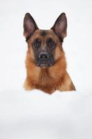 Cute shepherd looks out large snowdrift photo