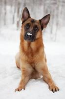 Perro pelirrojo yace en la nieve en invierno foto