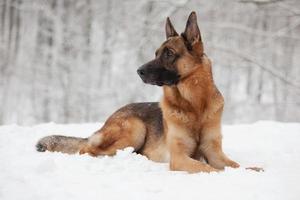 Beautiful shepherd lying on the white snow photo