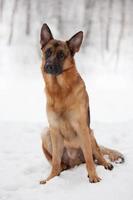 Chestnut shepherd sitting in the snow photo