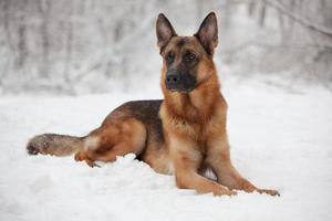 hermoso pastor tumbado en la nieve foto