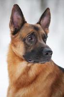 Large shepherd sits and stares into the distance photo