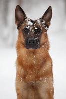 Pastor sentado con la cara en la nieve. foto