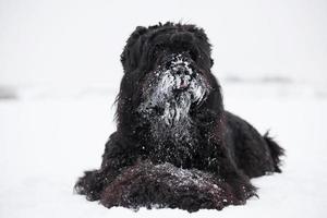 Big black Terrier lies with its snout covered with snow photo