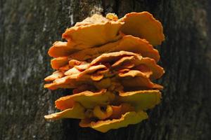Several wood mushrooms photo