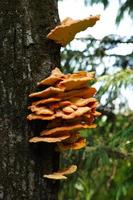 Several orange mushrooms growing on a tree photo