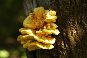 Yellow mushroom growing on a tree photo