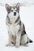 Alaskan Malamute looking into the distance photo