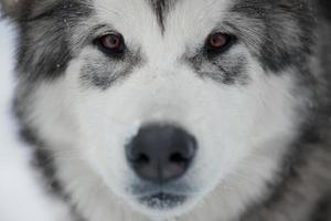 Alaskan Malamute muzzle photo