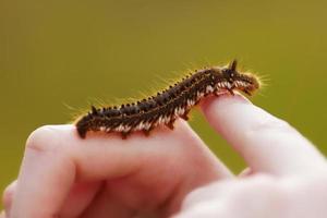 Oruga marrón arrastrándose en una mano foto