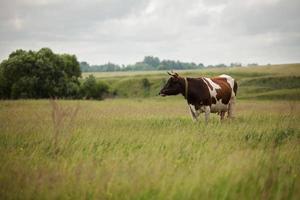 la vaca está pastando en el prado foto