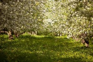 Blooming apple trees in a orchard photo