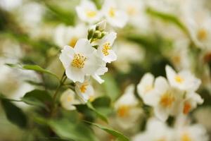 grandes flores blancas de jazmín