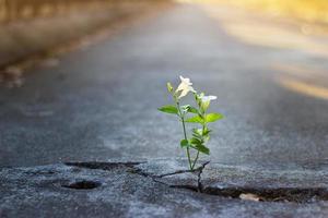 White flower growing on crack street, soft focus, blank text photo