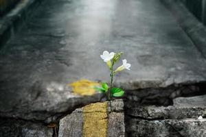 White flower growing on crack street, soft focus, blank text photo