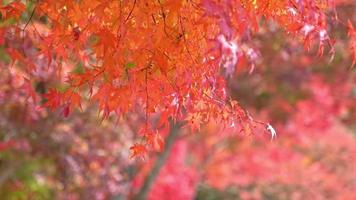 rotes Blatt und Baum im Herbst