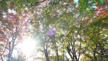 hoja roja y árbol en otoño video