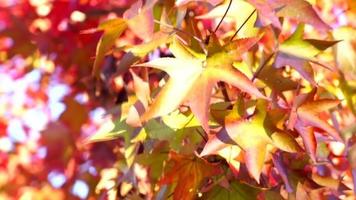 foglia rossa e albero in autunno video