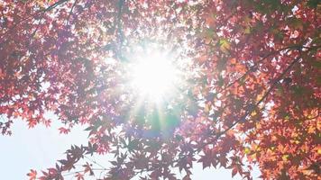 Red leaf and tree in Autumn video