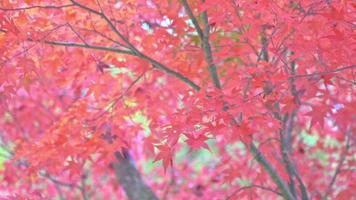 Red leaf and tree in Autumn