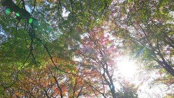 foglia rossa e albero in autunno video