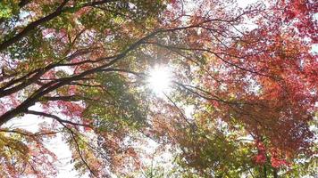 röda blad och träd på hösten video