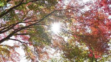 hoja roja y árbol en otoño video