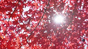 rotes Blatt und Baum im Herbst video