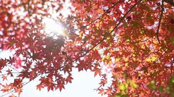 foglia rossa e albero in autunno video