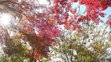 foglia rossa e albero in autunno video