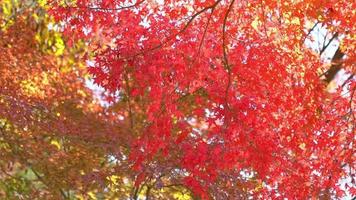 hoja roja y árbol en otoño video