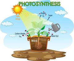Diagram showing process of photosynthesis in plant vector