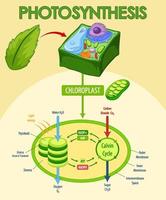 Diagram showing process of photosynthesis in plant vector
