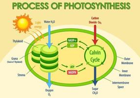 Diagram showing process of photosynthesis in plant vector