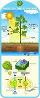 Diagram showing process of photosynthesis in plant vector