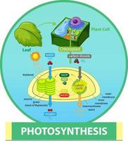 Diagram showing process of photosynthesis in plant vector