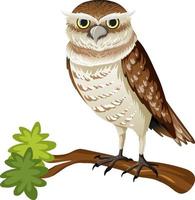 Animal cartoon character of an owl on white background vector