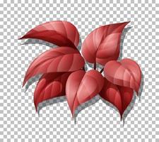 Tropical plant isolated vector