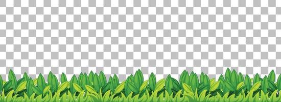 Green grass isolated vector