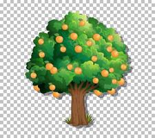 Orange Tree isolated vector