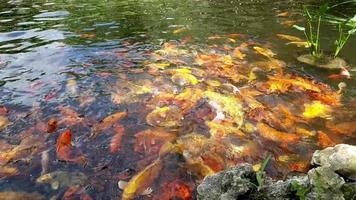 A lot of fishes eat bread in a decorative pond video