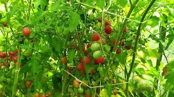 ein Strauch Tomaten in einem Gewächshaus. reife kleine Kirschtomaten. video