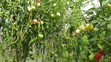 Tomaten am Strauch. Tomatensträucher wachsen in einem Gewächshaus. video