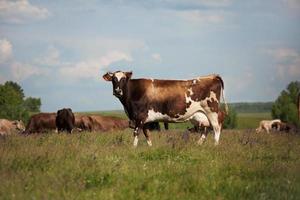 una vaca se para en un prado foto