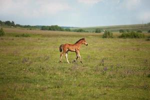 potrillo corriendo en el campo foto