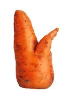 Large crooked carrot photo