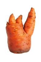 Thick clumsy carrot photo