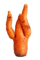 zanahoria con puntas curvas foto